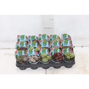 ECHEVERIA MINI P06