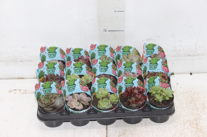 <h4>ECHEVERIA MINI P06</h4>
