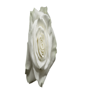 R Gr Mondial White 60cm CO