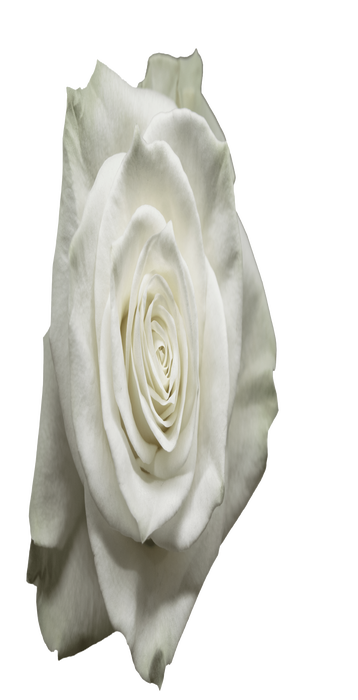 <h4>R Gr Mondial White 60cm CO</h4>