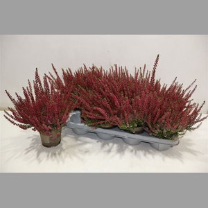 Callu Ga G Franca