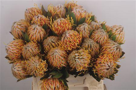 <h4>Leuco Co Veldfire</h4>