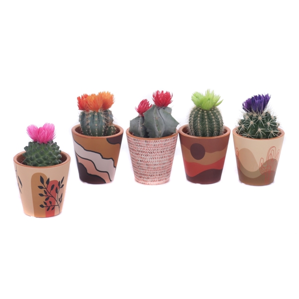 <h4>Cactus mix 5,5 cm disco in Mexico sierpot</h4>