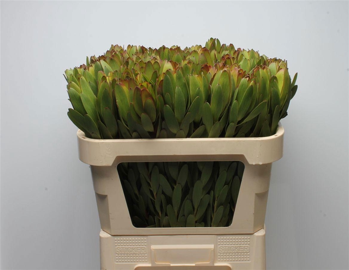 <h4>LEUCAD SAF GOLDSTRIK</h4>