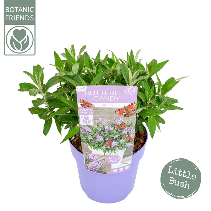 <h4>Buddleja Butterfly Candy 'Little Lila'®</h4>