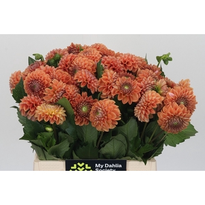 Dahlia Cornel Bronze