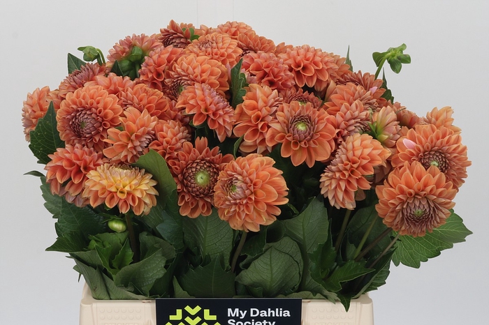 Dahlia Cornel Bronze