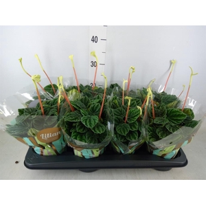 Peperomia caperata 'Lilian'