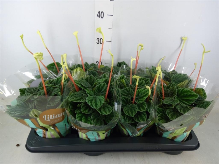 <h4>Peperomia caperata 'Lilian'</h4>
