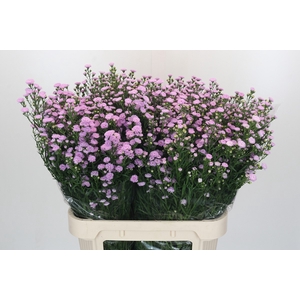 Aster Baby Pink Pearl