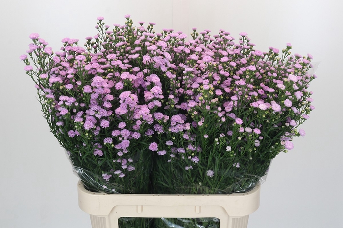 Aster Baby Pink Pearl