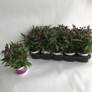 GOMPH GL PURPLE DOTS