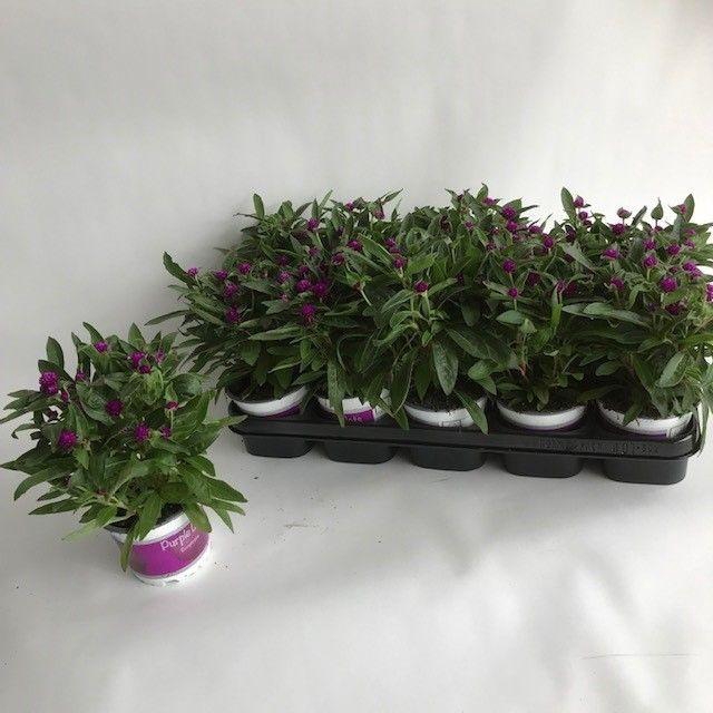<h4>GOMPH GL PURPLE DOTS</h4>