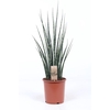 Sansevieria Fernwood Mikado SaFM19Tf