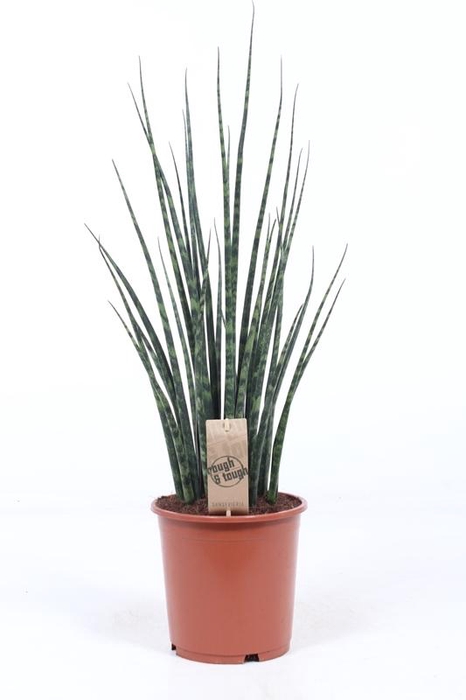 <h4>Sansevieria Fernwood Mikado SaFM19Tf</h4>
