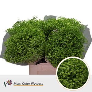 Gyps Grof Groen Appel