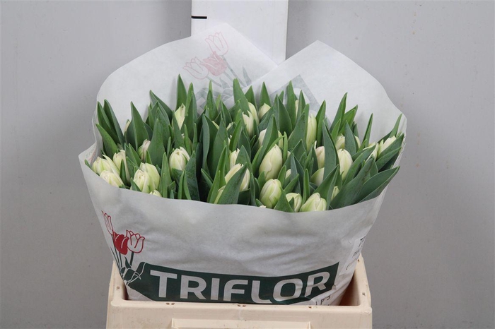 <h4>Tu Du Pink Delight</h4>