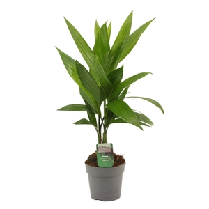 Areca Catechu 12 cm