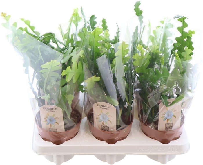 <h4>Epiphyllum Anguliger</h4>