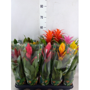 Bromelia   ...mix  6