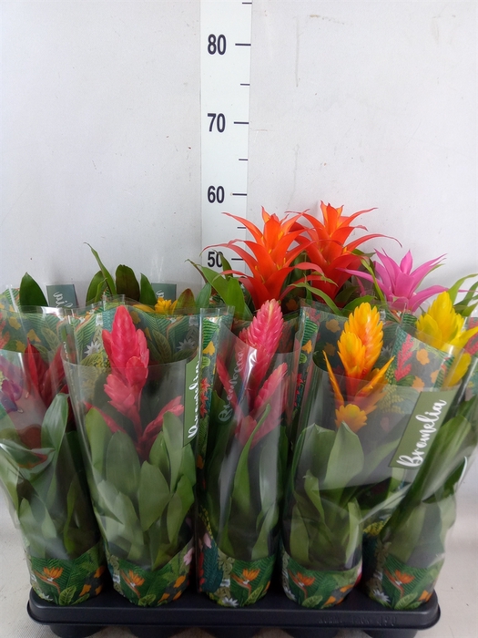 <h4>Bromelia   ...mix  6</h4>