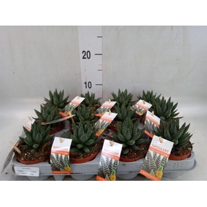 Haworthia   ...