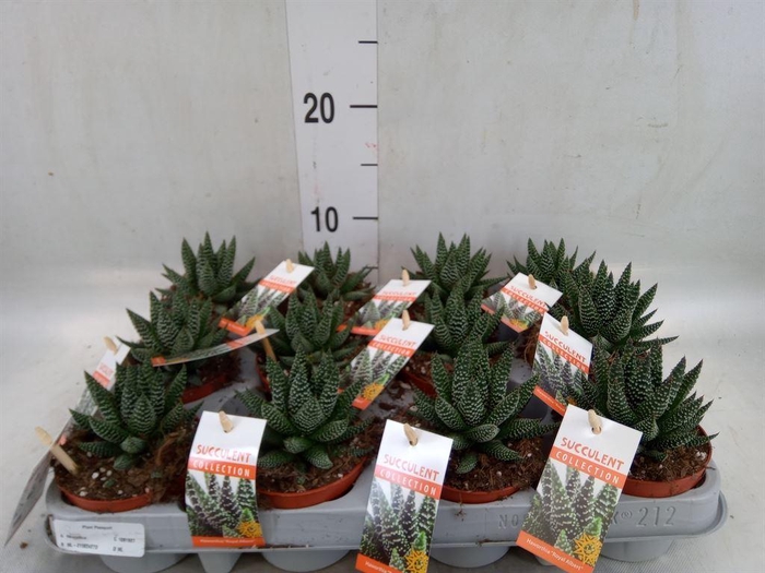 <h4>Haworthia   ...</h4>