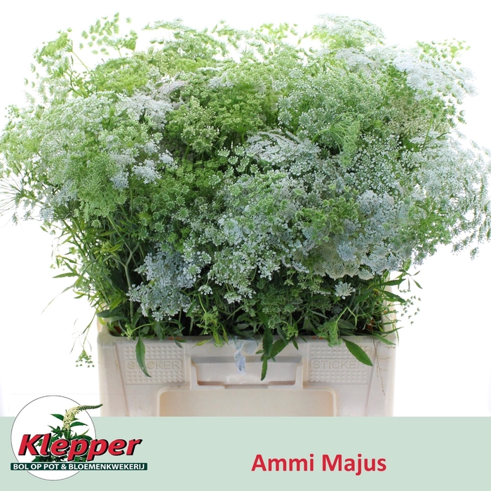 <h4>Ammimajus Per Bos!!!</h4>
