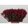 Leucadendron Blush Spray