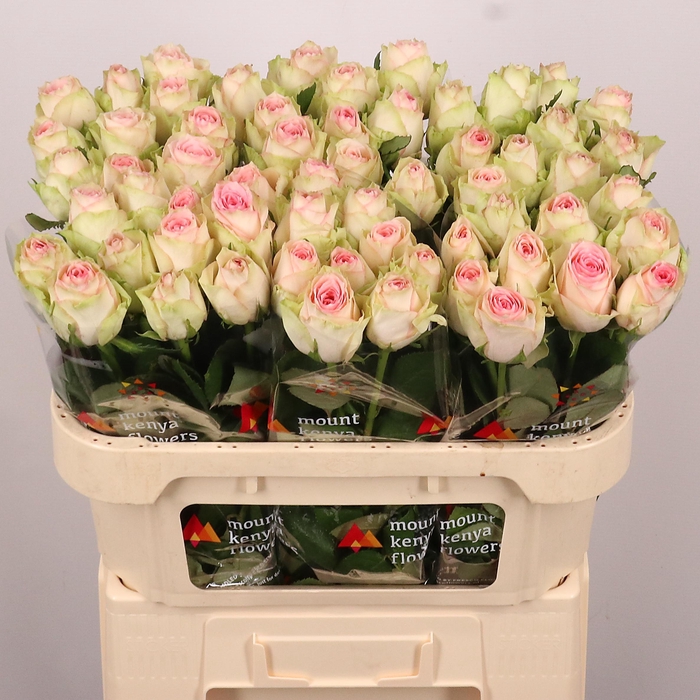 <h4>R GR ESPERANCE</h4>