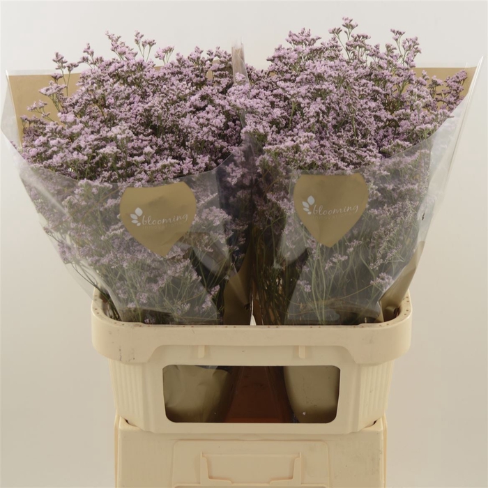 <h4>Limonium Safora Oshi Pink | Heavy Quality</h4>