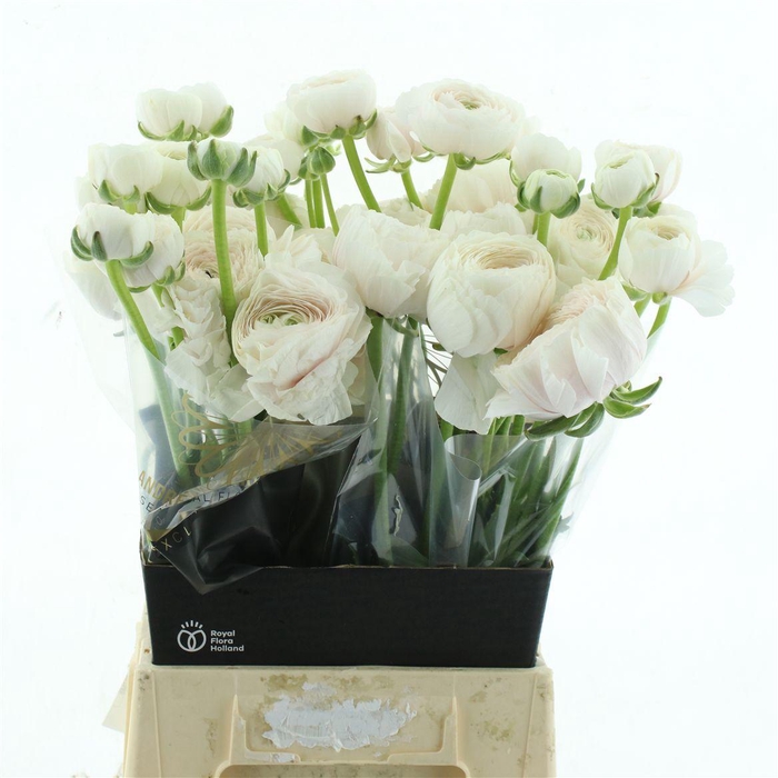 <h4>Ran Su Hanoi N L</h4>