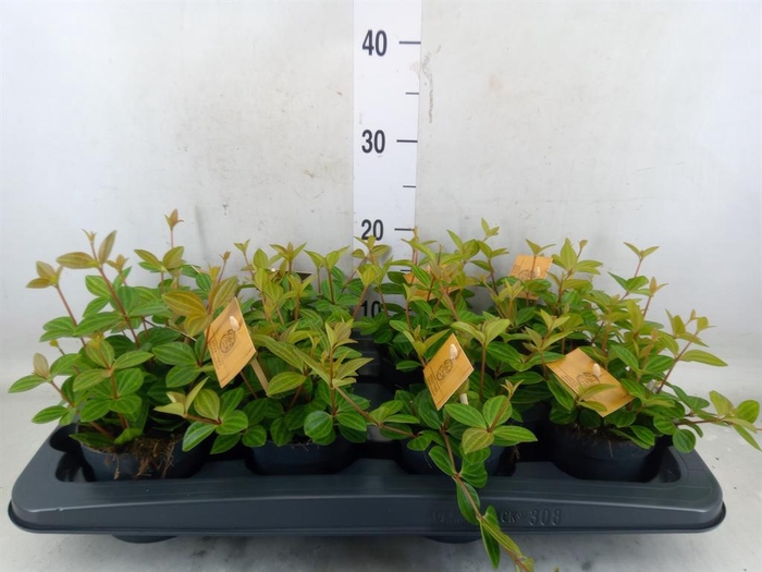 <h4>Peperomia angulata</h4>