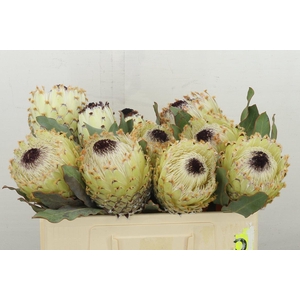 Protea Barbigera Ice Queen Air