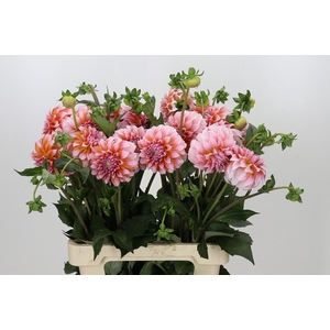 Dahlia Peaches