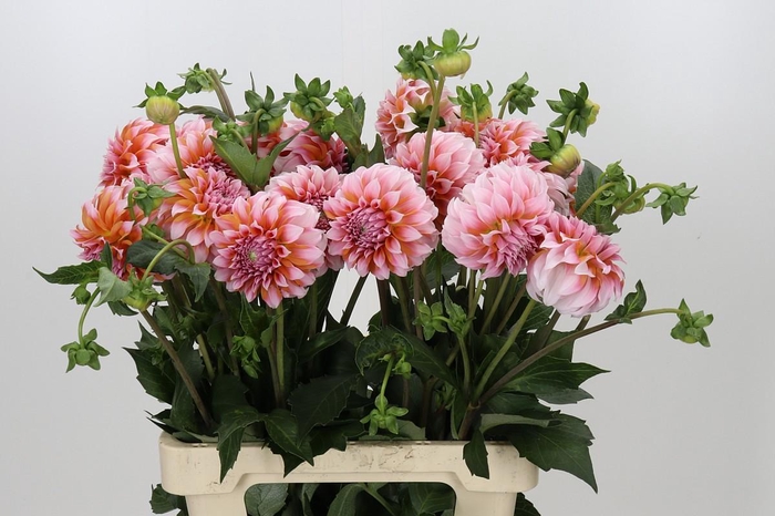 <h4>Dahlia Peaches</h4>