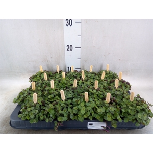 Callisia repens 'Turtle'