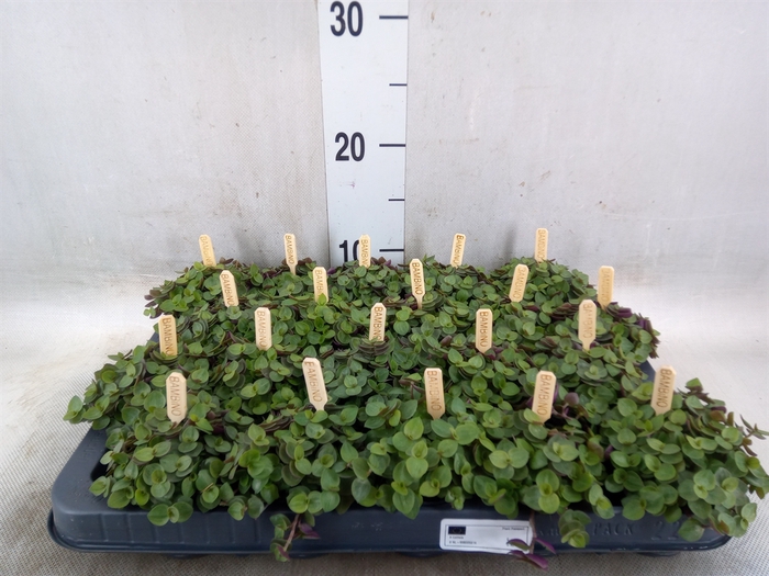 <h4>Callisia repens 'Turtle'</h4>