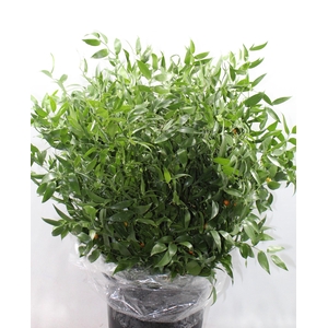Ruscus Fine Long X4 Extra GF