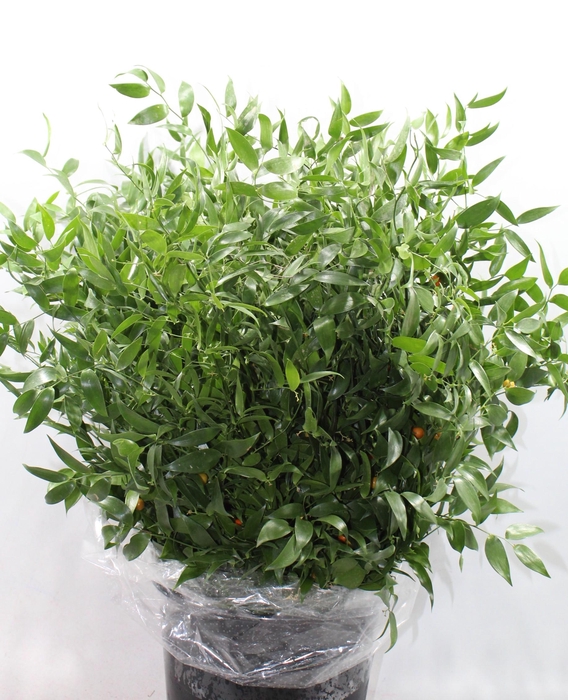 <h4>Ruscus Fine Medium Extra GF</h4>