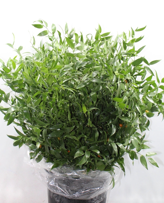 <h4>Ruscus Fine Medium Extra GF</h4>