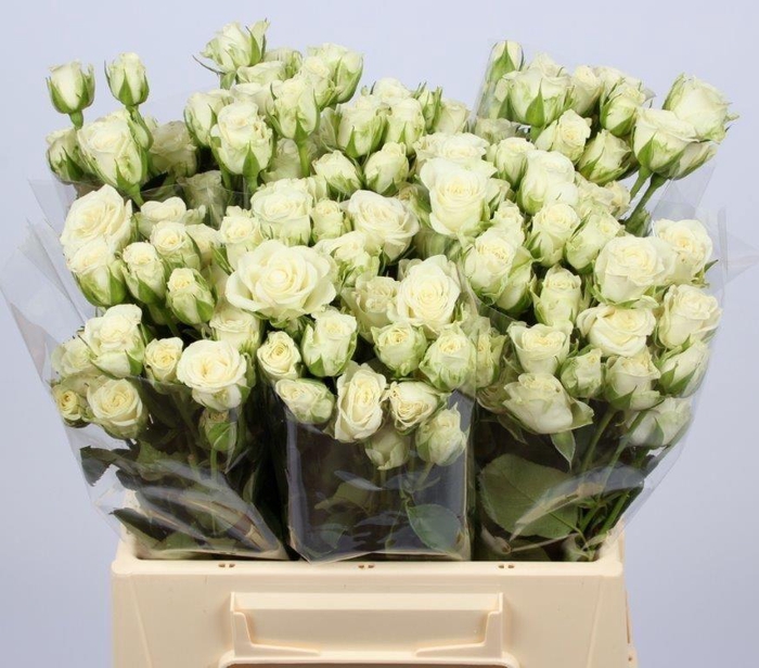 <h4>R TR SNOWFLAKE</h4>