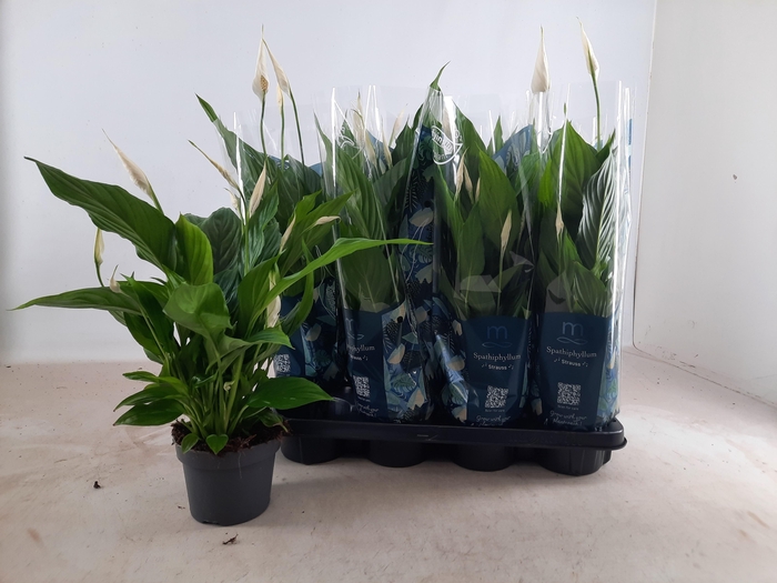 <h4>SPATH STRAUSS</h4>