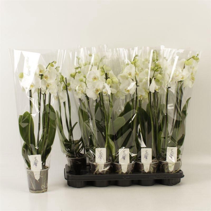 <h4>PHAL OV WIT</h4>