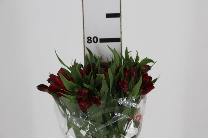 <h4>ALSTROEMERIA MERLOT 080 CM VERMELHO</h4>