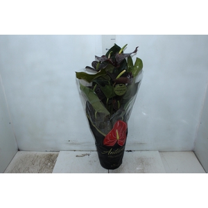 ANTHURIUM SEMPRE P17 PREMIUM