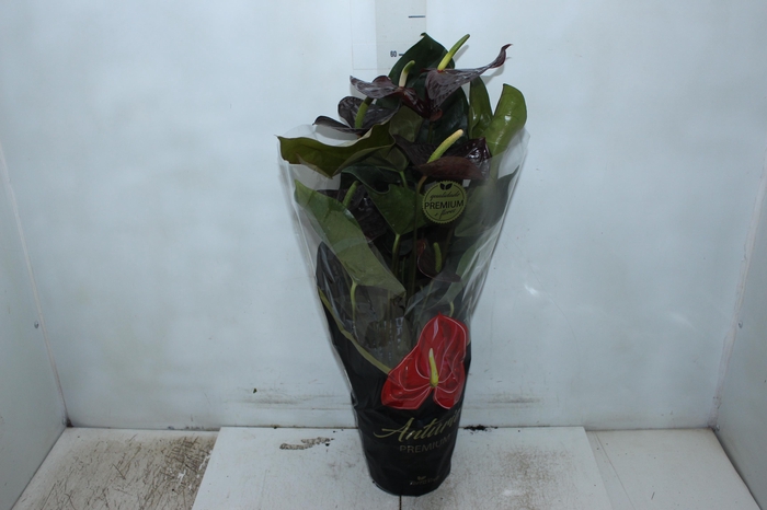 <h4>ANTHURIUM SEMPRE P17 PREMIUM</h4>