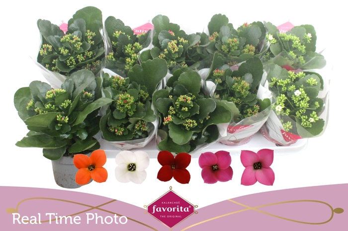 <h4>KAL EN GEM 5 KL</h4>