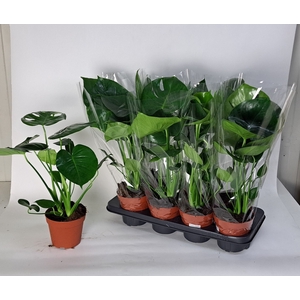 MONSTERA DELICIOSA