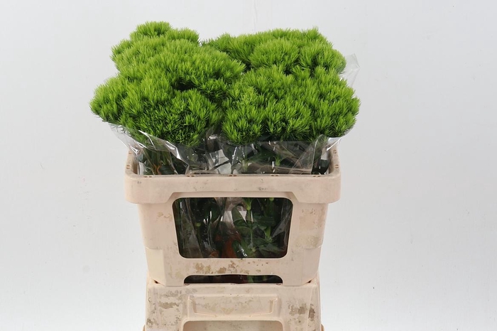 <h4>Green Wicky x 40</h4>